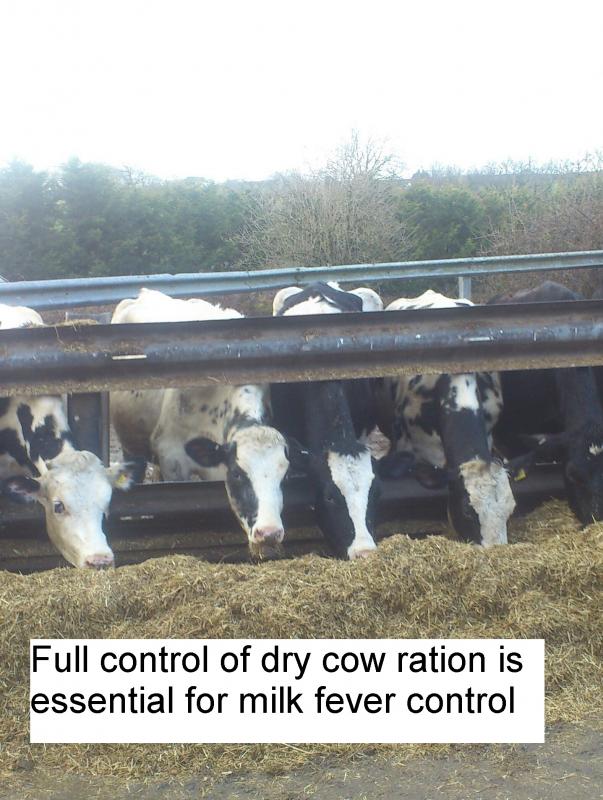 Fresh cows: Milk fever – Dairy