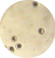 Embryos